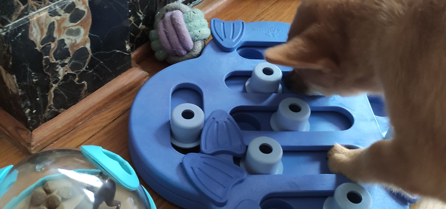 chien dans appartement.jpg